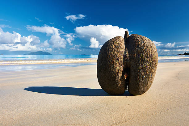 Top 10 Cosmetic Companies in Seychelles